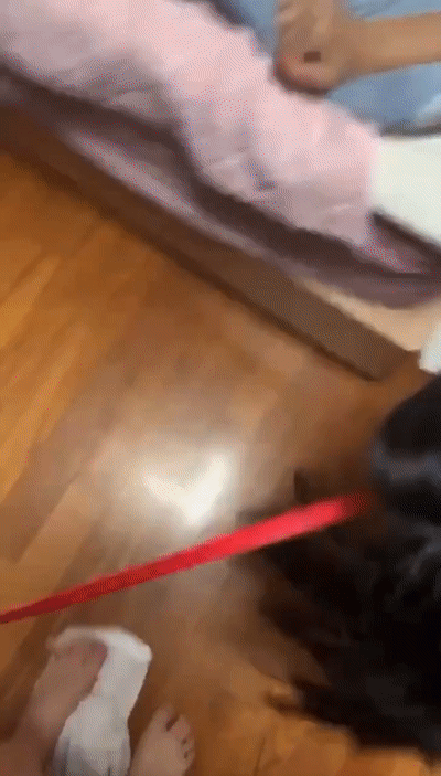 17328835833044.gif